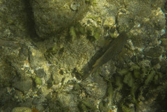 Stegastes acapulcoensis