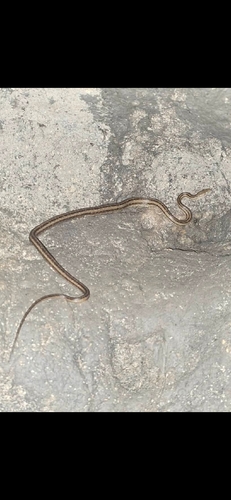 Eastern Ratsnake observed by paulpaul90