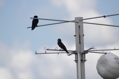Purple Martin observed by marcodinob