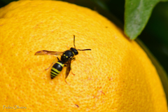 Ancistrocerus renimacula