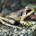 Torrent Frogs - Photo (c) Tom Kirschey, some rights reserved (CC BY-NC), uploaded by Tom Kirschey