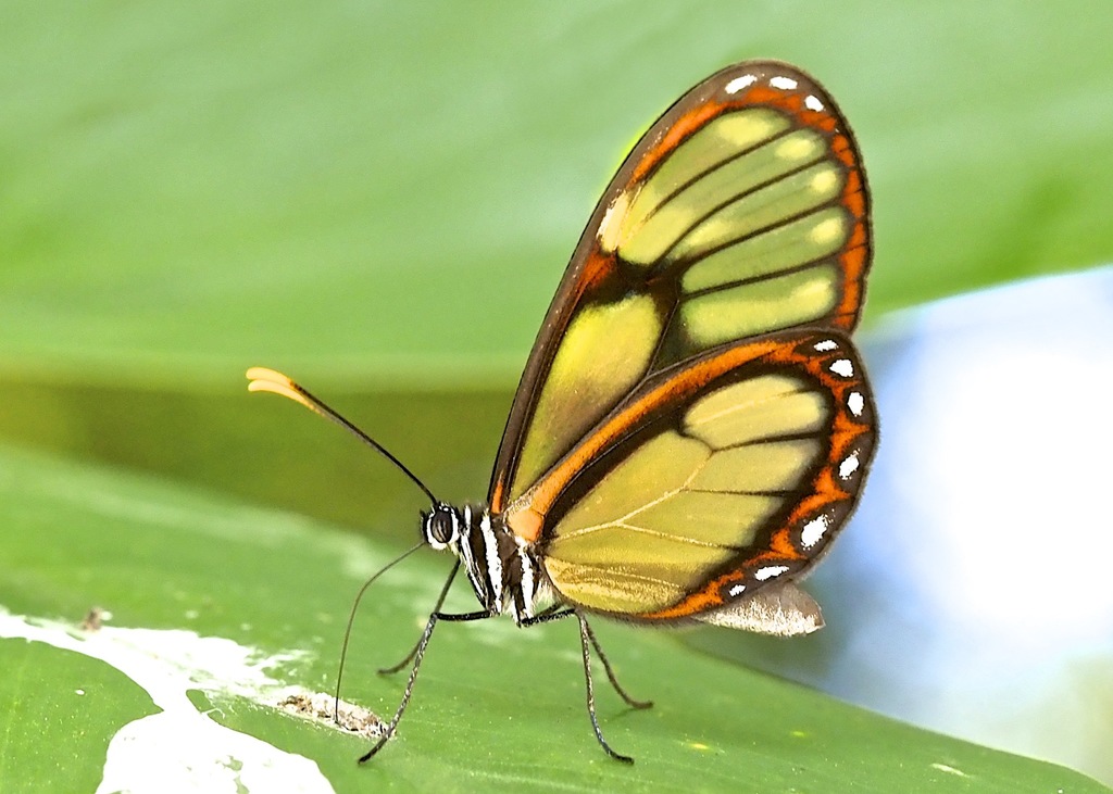 Pteronymia