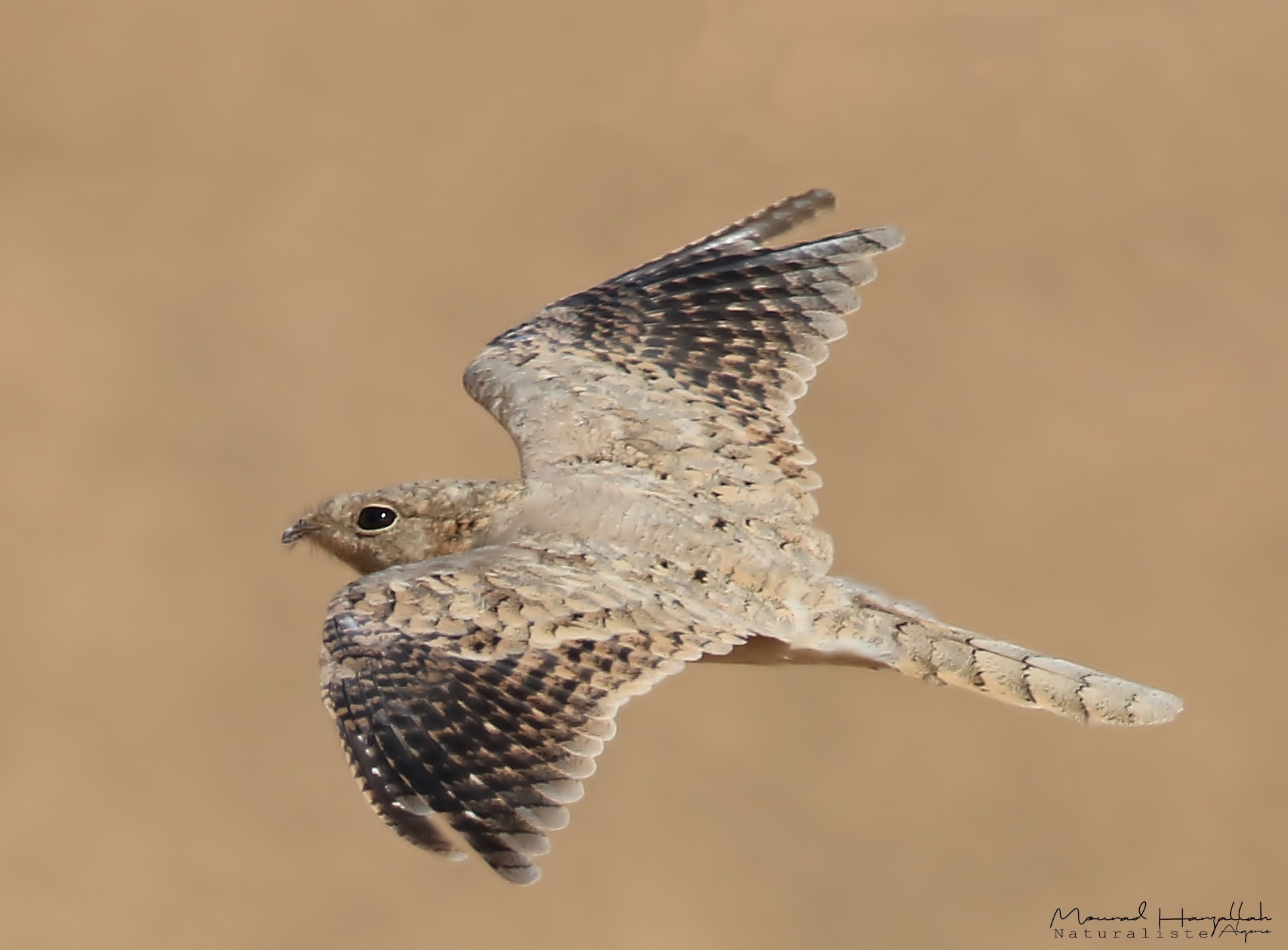 Egyptian Nightjar (Caprimulgus aegyptius)