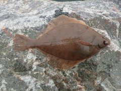 Limanda limanda