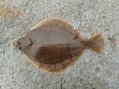 Limanda limanda
