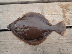 Limanda limanda