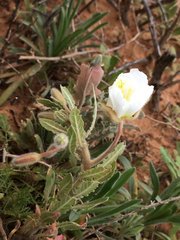 Oenothera engelmannii