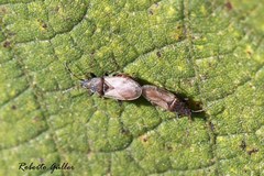 Oxycarenus hyalinipennis