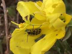 Oenothera grandis