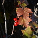 Ribes glabellum - Photo (c) Игорь Поспелов, some rights reserved (CC BY-NC), uploaded by Игорь Поспелов
