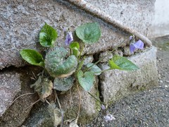 Viola suavis