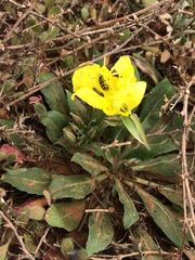 Oenothera grandis