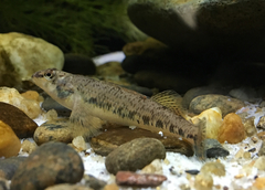 Spangled Darter photo 3