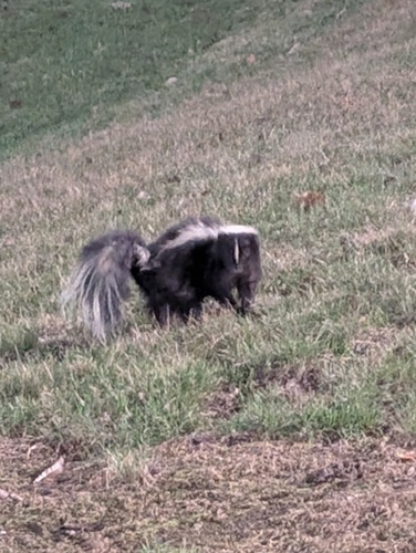 Striped Skunk observed by nightranger27