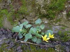 Ficaria verna