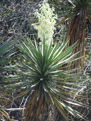Yucca jaliscensis