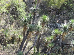 Yucca jaliscensis