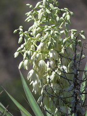 Yucca jaliscensis