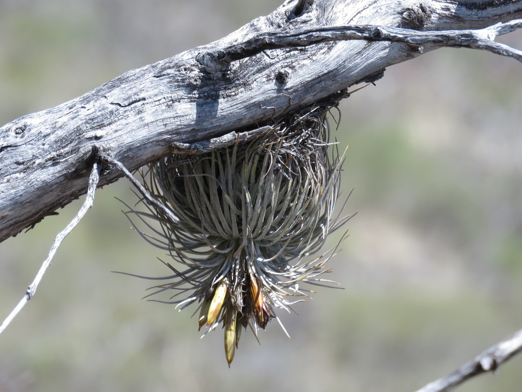 Tillandsia grandispica