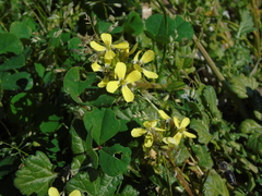 Enarthrocarpus arcuatus