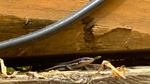 Common Five-lined Skink observed by drewyeatman0808