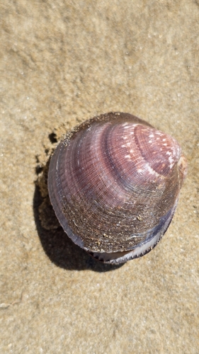 Glycymeris nummaria