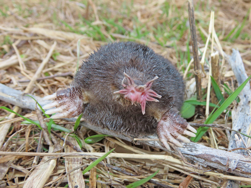 Star-nosed Mole observed by markread