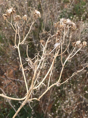 Senecio riddellii