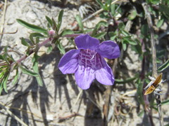 Dyschoriste decumbens