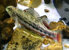 Etheostoma etnieri