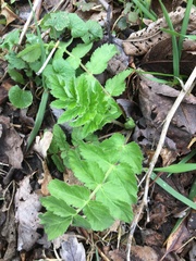 Pastinaca