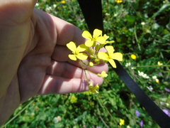 Bunias erucago