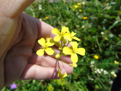 Bunias erucago