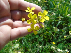 Bunias erucago
