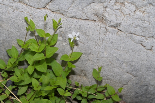 Pseudostellaria japonica iNat (2)