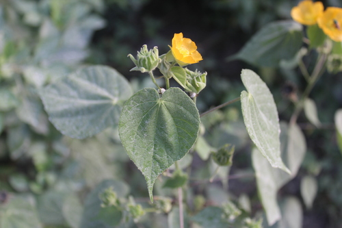 Coastal Indian mallow (Abutilon permolle)