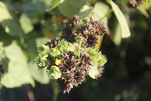 Coastal Indian mallow (Abutilon permolle)