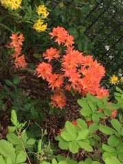 Rhododendron cumberlandense