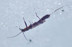 Allocapnia pygmaea