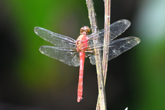 Rhodopygia hinei