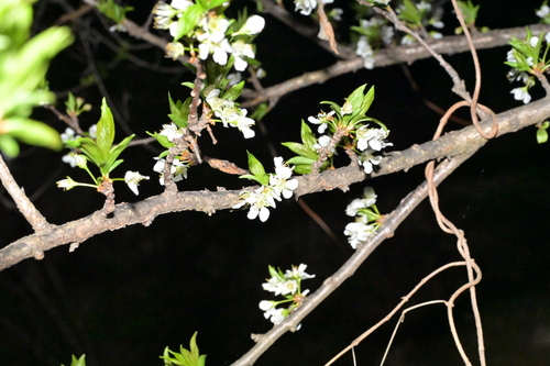 Prunus salicina observed 2026-04-17