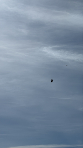 iNaturalist observation photo of Red-tailed Hawk