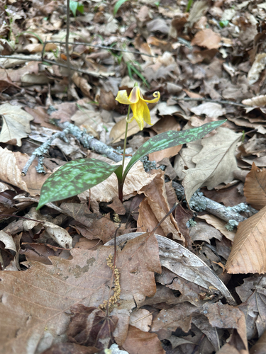 Erythronium umbilicatum, photograph 3