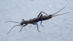 Allocapnia pygmaea