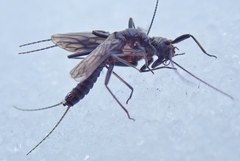 Allocapnia pygmaea