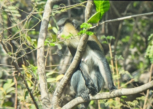 Campbell's Monkey