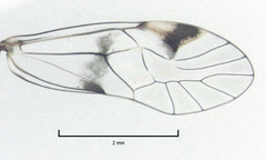Clematostigma maculiceps