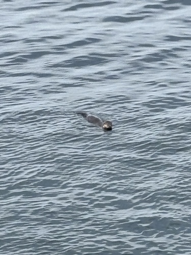 North American River Otter observed by bstarzomski