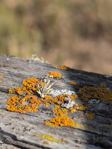 iNaturalist observation photo of Pin-cushion Sunburst Lichen
