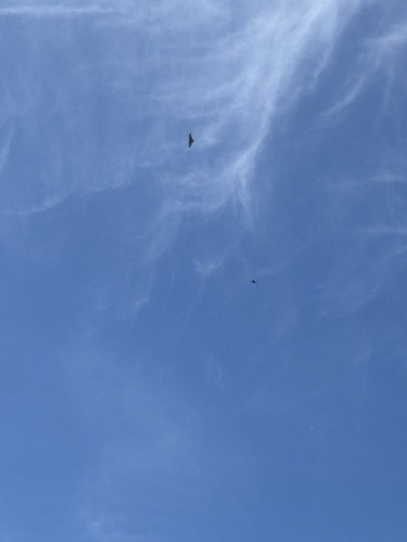 iNaturalist observation photo of Birds